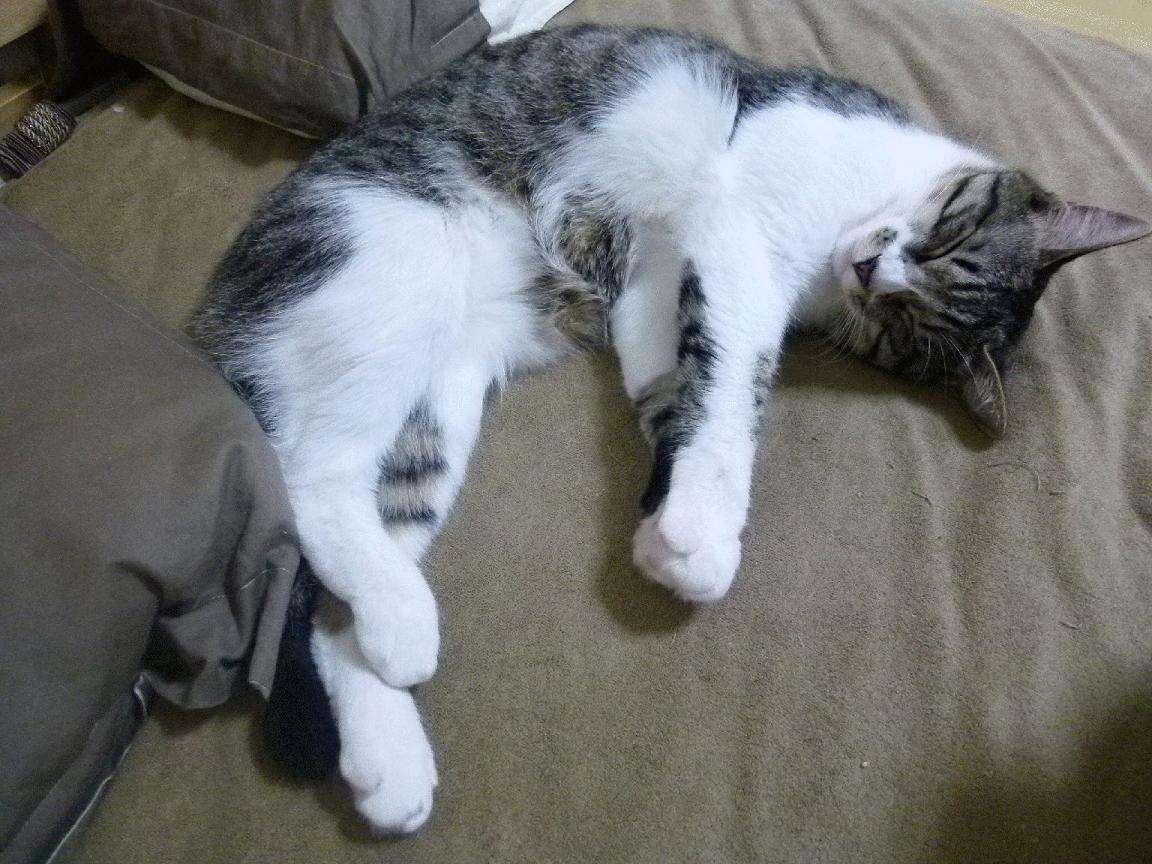 -雄鹿队新援发威，帮助球队取得连胜，雄鹿 队