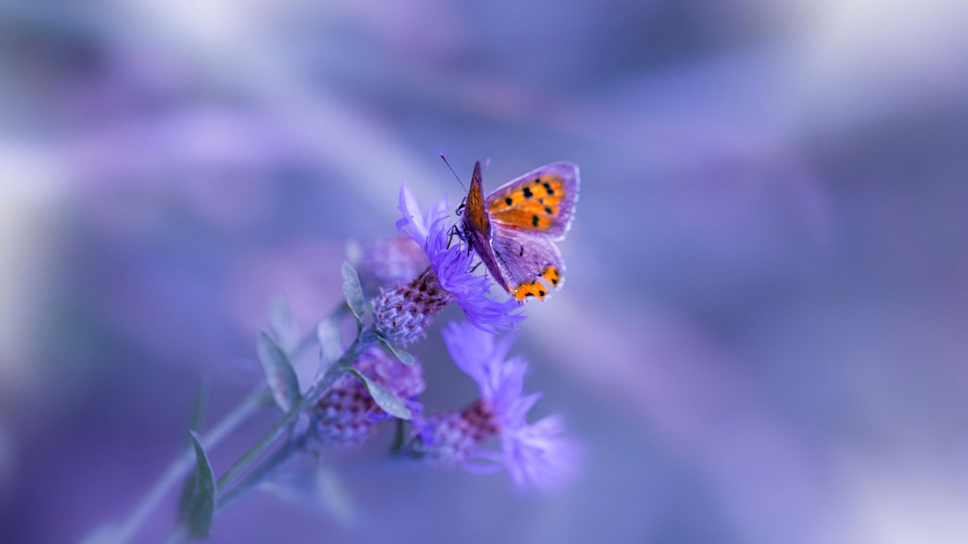 青岛男篮球员竞技状态持续好转,青岛男篮全名