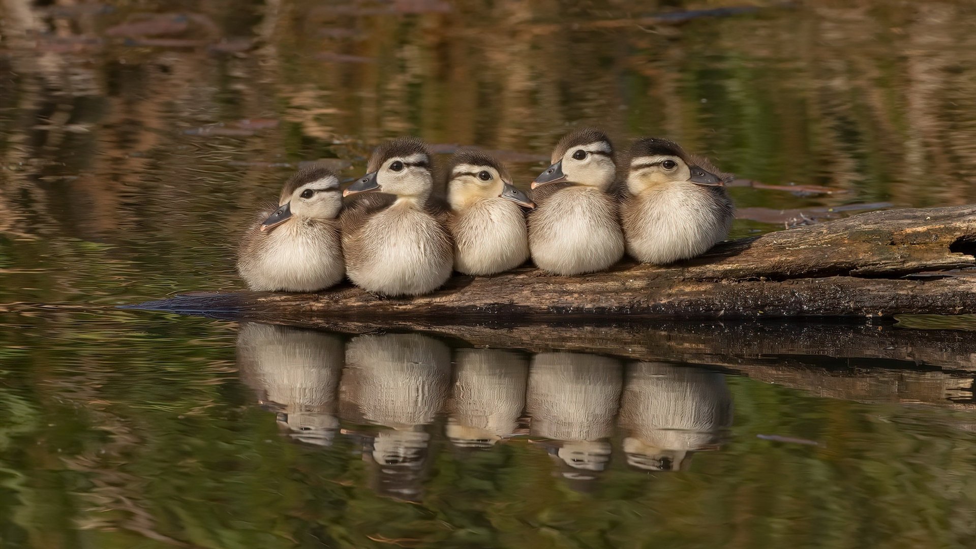 荷兰马术协会推出马术运动员心理辅导项目，提升竞技表现。，荷兰马拉松比赛