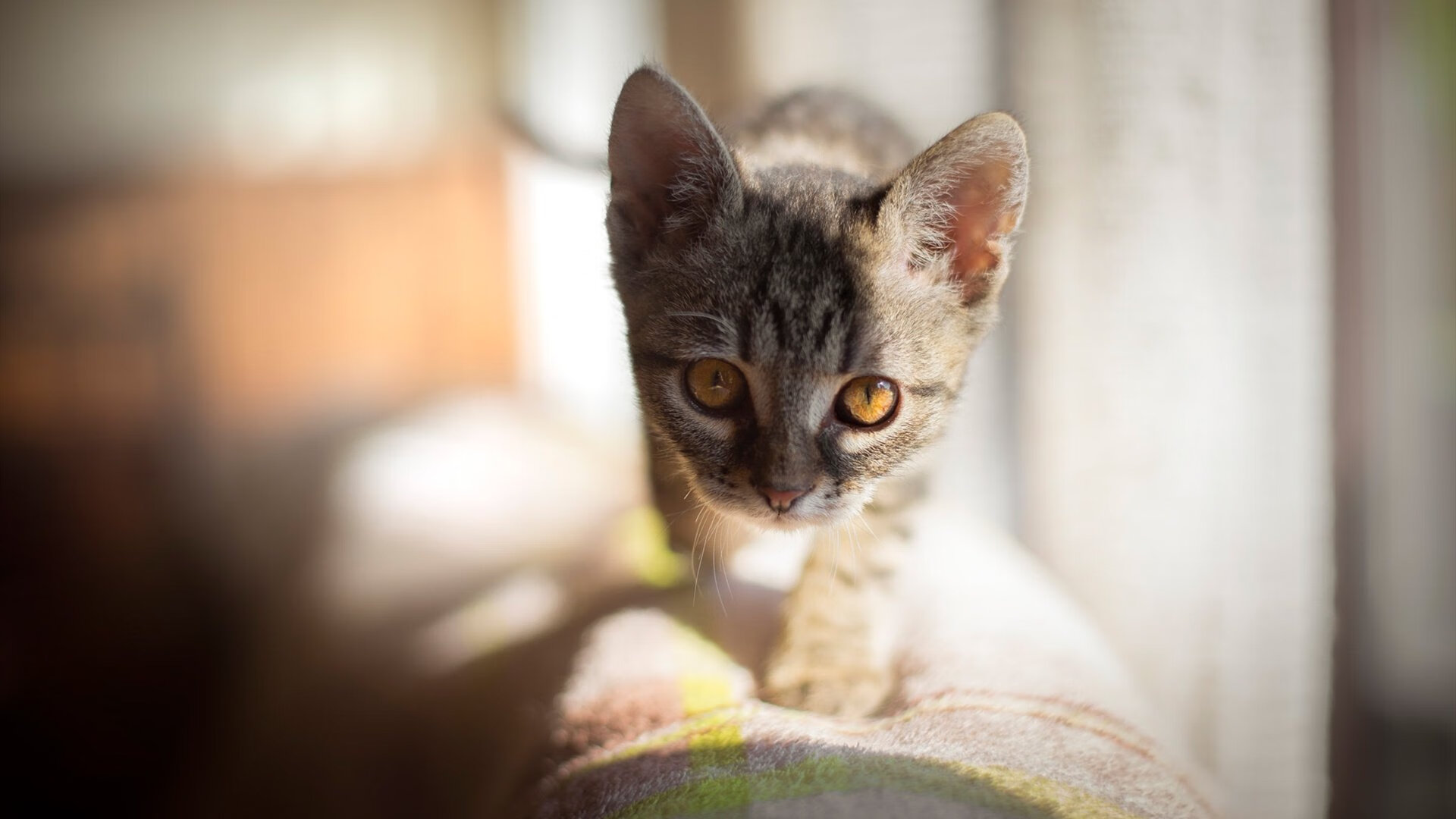 NBA球队组织架构优化及管理效率提升,nba球队划分