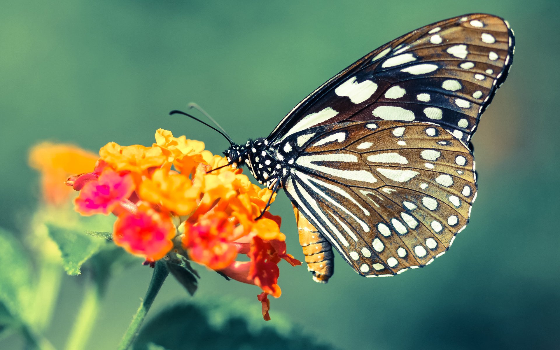 中国青年队迎战国际热身赛 战术调整成看点,中国青年队最好成绩