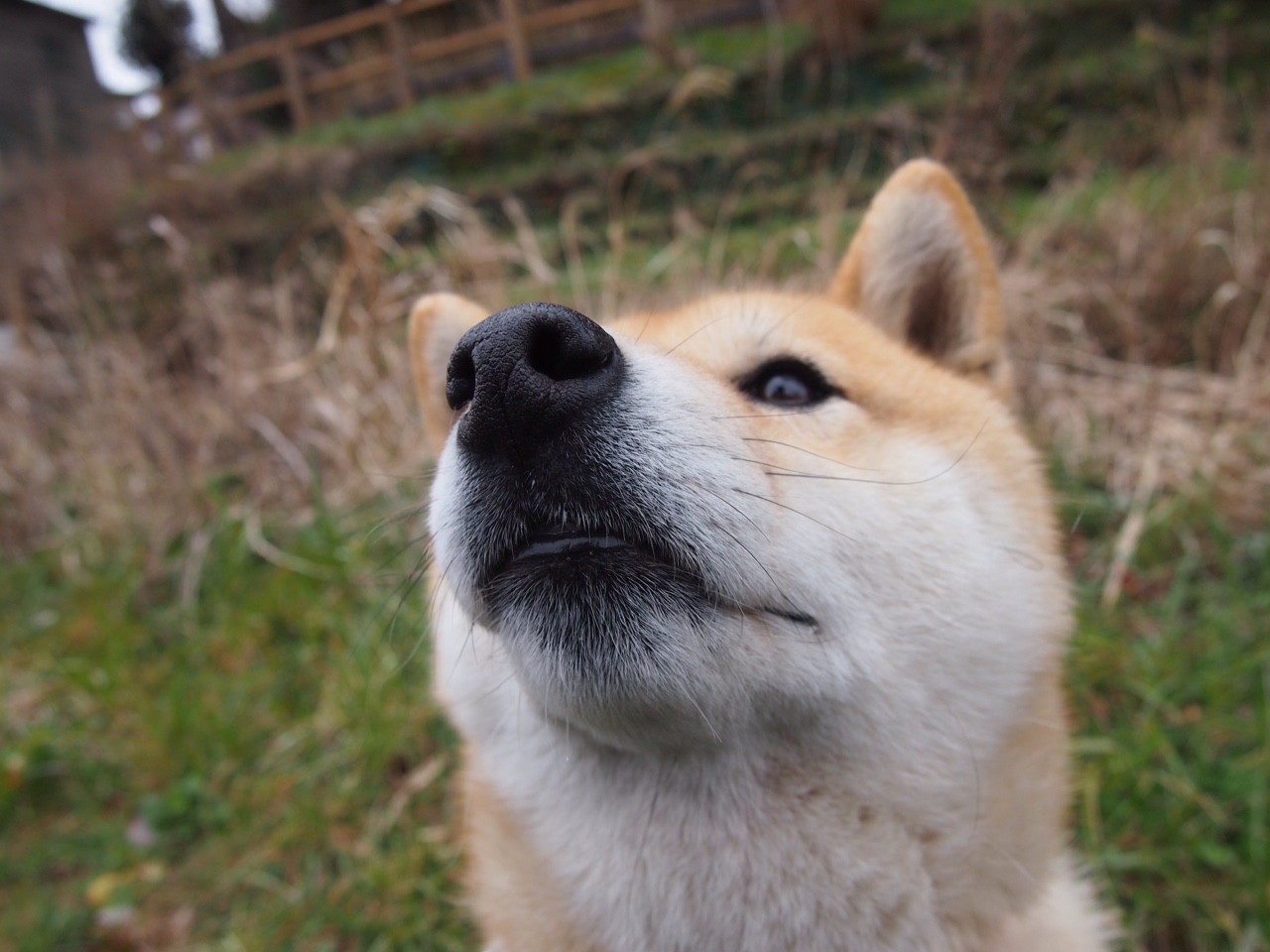 五大联赛进攻效率最高的边路组合揭秘,五大联赛进攻型球队