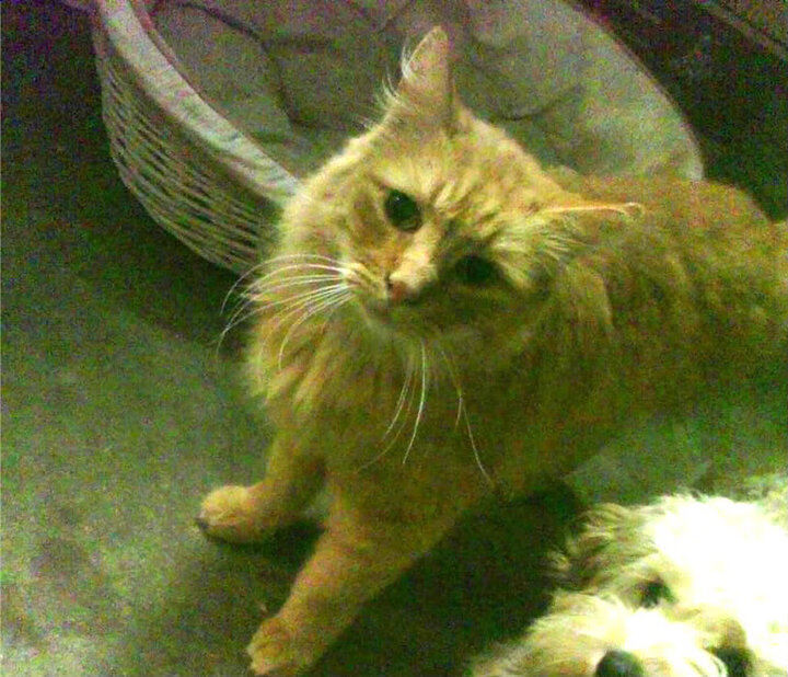 AIYOUXI.COM-转换进攻失败是否常因节奏失衡导致，转换进攻和快攻的区别